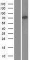 LPO / Lactoperoxidase Protein - Western validation with an anti-DDK antibody * L: Control HEK293 lysate R: Over-expression lysate