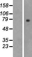 LPO / Lactoperoxidase Protein - Western validation with an anti-DDK antibody * L: Control HEK293 lysate R: Over-expression lysate