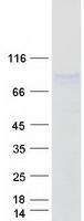 LPO / Lactoperoxidase Protein - Purified recombinant protein LPO was analyzed by SDS-PAGE gel and Coomassie Blue Staining