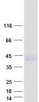 LPPR1 Protein - Purified recombinant protein PLPPR1 was analyzed by SDS-PAGE gel and Coomassie Blue Staining