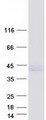 LPPR1 Protein - Purified recombinant protein PLPPR1 was analyzed by SDS-PAGE gel and Coomassie Blue Staining