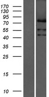 LPPR3 Protein - Western validation with an anti-DDK antibody * L: Control HEK293 lysate R: Over-expression lysate