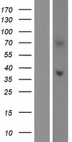 LPPR5 Protein - Western validation with an anti-DDK antibody * L: Control HEK293 lysate R: Over-expression lysate