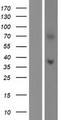 LPPR5 Protein - Western validation with an anti-DDK antibody * L: Control HEK293 lysate R: Over-expression lysate