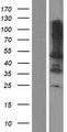 LPXN / Leupaxin Protein - Western validation with an anti-DDK antibody * L: Control HEK293 lysate R: Over-expression lysate