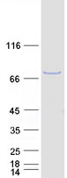 LRCH4 Protein - Purified recombinant protein LRCH4 was analyzed by SDS-PAGE gel and Coomassie Blue Staining