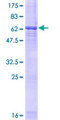 LRG1 / LRG Protein - 12.5% SDS-PAGE of human LRG1 stained with Coomassie Blue