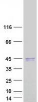 LRG1 / LRG Protein - Purified recombinant protein LRG1 was analyzed by SDS-PAGE gel and Coomassie Blue Staining