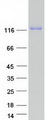 LRIG1 Protein - Purified recombinant protein LRIG1 was analyzed by SDS-PAGE gel and Coomassie Blue Staining