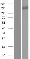 LRIG3 Protein - Western validation with an anti-DDK antibody * L: Control HEK293 lysate R: Over-expression lysate