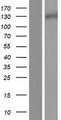LRIG3 Protein - Western validation with an anti-DDK antibody * L: Control HEK293 lysate R: Over-expression lysate