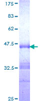 LRIG3 Protein - 12.5% SDS-PAGE Stained with Coomassie Blue.