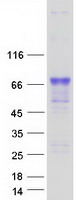 LRIT2 Protein - Purified recombinant protein LRIT2 was analyzed by SDS-PAGE gel and Coomassie Blue Staining