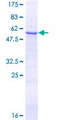 LRP1 / CD91 Protein - 12.5% SDS-PAGE of human LRP1 stained with Coomassie Blue