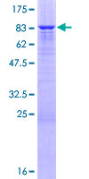 LRP11 Protein - 12.5% SDS-PAGE of human LRP11 stained with Coomassie Blue