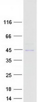 LRP2BP / LRP2 Binding Protein Protein - Purified recombinant protein LRP2BP was analyzed by SDS-PAGE gel and Coomassie Blue Staining