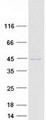 LRP2BP / LRP2 Binding Protein Protein - Purified recombinant protein LRP2BP was analyzed by SDS-PAGE gel and Coomassie Blue Staining