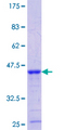 LRP3 Protein - 12.5% SDS-PAGE Stained with Coomassie Blue.