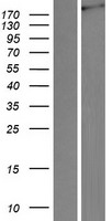 LRP4 Protein - Western validation with an anti-DDK antibody * L: Control HEK293 lysate R: Over-expression lysate