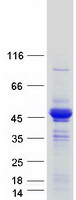 LRPAP1 Protein - Purified recombinant protein LRPAP1 was analyzed by SDS-PAGE gel and Coomassie Blue Staining