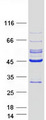 LRPB7 / LRRC23 Protein - Purified recombinant protein LRRC23 was analyzed by SDS-PAGE gel and Coomassie Blue Staining