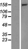 LRPPRC Protein - Western validation with an anti-DDK antibody * L: Control HEK293 lysate R: Over-expression lysate