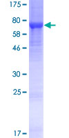 LRRC14 Protein - 12.5% SDS-PAGE of human LRRC14 stained with Coomassie Blue