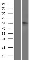 LRRC14B Protein - Western validation with an anti-DDK antibody * L: Control HEK293 lysate R: Over-expression lysate