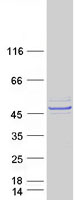 LRRC2 Protein - Purified recombinant protein LRRC2 was analyzed by SDS-PAGE gel and Coomassie Blue Staining