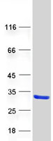 LRRC20 Protein - Purified recombinant protein LRRC20 was analyzed by SDS-PAGE gel and Coomassie Blue Staining