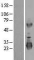 LRRC3 Protein - Western validation with an anti-DDK antibody * L: Control HEK293 lysate R: Over-expression lysate