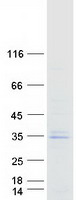 LRRC3 Protein - Purified recombinant protein LRRC3 was analyzed by SDS-PAGE gel and Coomassie Blue Staining