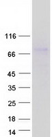 LRRC32 Protein - Purified recombinant protein LRRC32 was analyzed by SDS-PAGE gel and Coomassie Blue Staining
