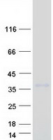 LRRC3B Protein - Purified recombinant protein LRRC3B was analyzed by SDS-PAGE gel and Coomassie Blue Staining