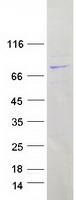LRRC40 Protein - Purified recombinant protein LRRC40 was analyzed by SDS-PAGE gel and Coomassie Blue Staining