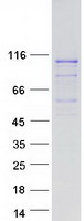 LRRC41 Protein - Purified recombinant protein LRRC41 was analyzed by SDS-PAGE gel and Coomassie Blue Staining