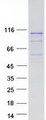 LRRC41 Protein - Purified recombinant protein LRRC41 was analyzed by SDS-PAGE gel and Coomassie Blue Staining