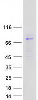 LRRC45 Protein - Purified recombinant protein LRRC45 was analyzed by SDS-PAGE gel and Coomassie Blue Staining