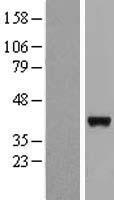 LRRC46 Protein - Western validation with an anti-DDK antibody * L: Control HEK293 lysate R: Over-expression lysate