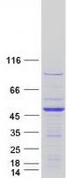 LRRC46 Protein - Purified recombinant protein LRRC46 was analyzed by SDS-PAGE gel and Coomassie Blue Staining