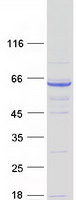 LRRC48/DRC3 Protein - Purified recombinant protein DRC3 was analyzed by SDS-PAGE gel and Coomassie Blue Staining