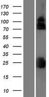 LRRC4B Protein - Western validation with an anti-DDK antibody * L: Control HEK293 lysate R: Over-expression lysate