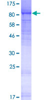 LRRC4C Protein - 12.5% SDS-PAGE of human LRRC4C stained with Coomassie Blue