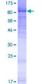 LRRC4C Protein - 12.5% SDS-PAGE of human LRRC4C stained with Coomassie Blue