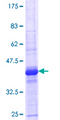 LRRC4C Protein - 12.5% SDS-PAGE Stained with Coomassie Blue.