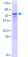 LRRC55 Protein - 12.5% SDS-PAGE of human LRRC55 stained with Coomassie Blue