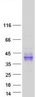 LRRC55 Protein - Purified recombinant protein LRRC55 was analyzed by SDS-PAGE gel and Coomassie Blue Staining