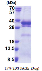 LRRC59 Protein