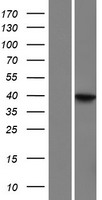 LRRC69 Protein - Western validation with an anti-DDK antibody * L: Control HEK293 lysate R: Over-expression lysate