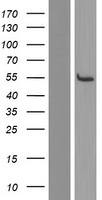 LRRC74A Protein - Western validation with an anti-DDK antibody * L: Control HEK293 lysate R: Over-expression lysate